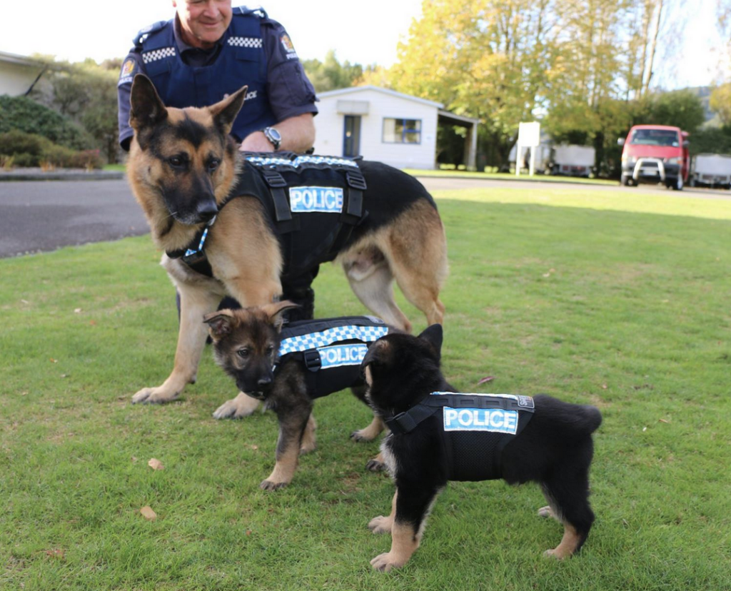 Three patrol dogs from the New Zealand Police form a perfect line looking at each other
